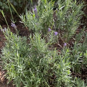 Lavender plant with small purple flowers