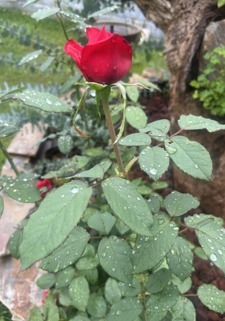 Red rosebud with raindrops on leaves