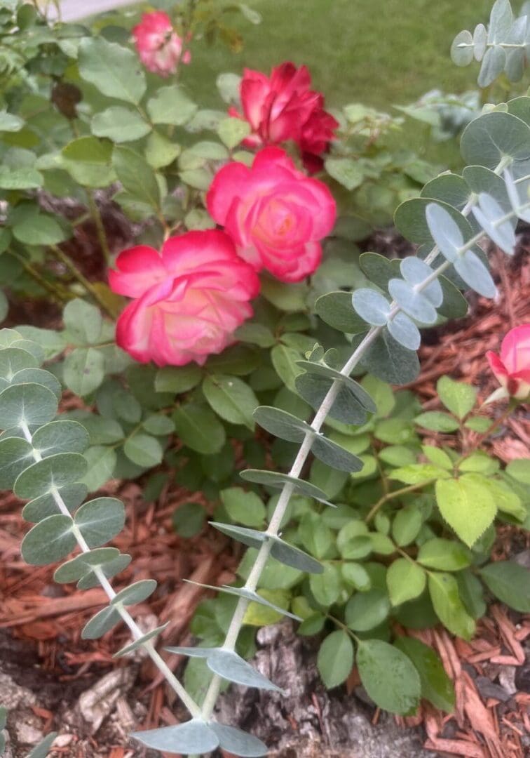 Pink roses beside silver eucalyptus stems